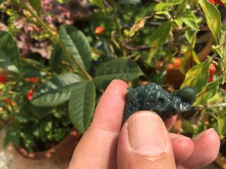 新疆和田玉青玉白菜坠子